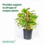 Load image into Gallery viewer, Coco Pole – 2 Feet