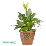 Load image into Gallery viewer, Coral Pot Copper – 12 Inch (Pack of 2)