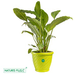 Load image into Gallery viewer, Coral Pot Green – 12 Inch (Pack of 2)