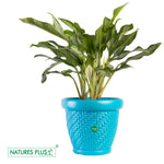 Load image into Gallery viewer, Coral Pot Blue – 9 Inch (Pack of 2)