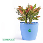 Load image into Gallery viewer, Divine Pot Blue – 9 Inch (Pack of 2)