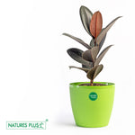 Load image into Gallery viewer, Divine Pot Green – 9 Inch (Pack of 2)
