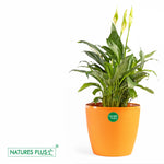 Load image into Gallery viewer, Divine Pot Orange – 9 Inch (Pack of 2)