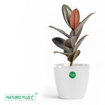 Load image into Gallery viewer, Divine Pot White- 9 Inch (Pack of 2)