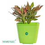 Load image into Gallery viewer, Dream Pot Green – 9 Inch (Pack of 2)