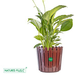 Load image into Gallery viewer, Fence Pot Brown – 11 inch (Pack of 2)