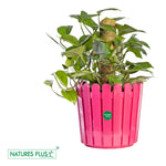 Load image into Gallery viewer, Fence Pot Pink – 11 inch (Pack of 2)
