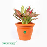 Load image into Gallery viewer, Flower Pot 60 Brown – 6 inch (Pack of 6)
