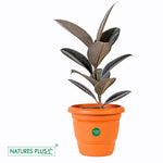 Load image into Gallery viewer, Flower Pot 160 Brown – 16 inch (Pack of 2)