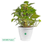 Load image into Gallery viewer, Coral Pot White – 12 Inch (Pack of 2)

