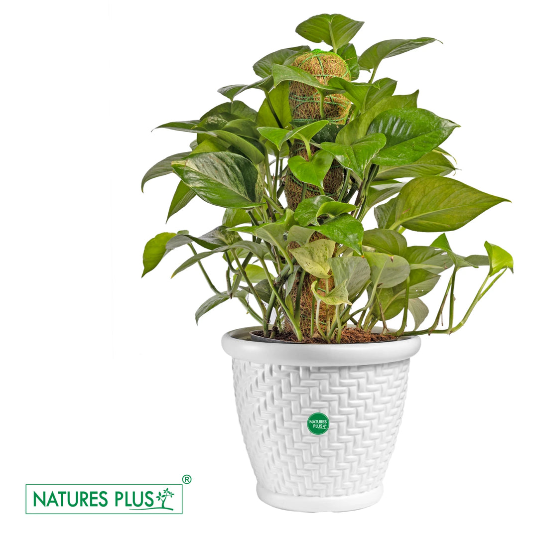Coral Pot White – 12 Inch (Pack of 2)