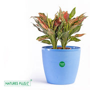 Divine Pot Blue – 9 Inch (Pack of 2)