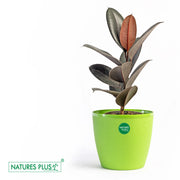 Divine Pot Green – 9 Inch (Pack of 2)