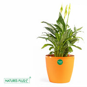 Divine Pot Orange – 9 Inch (Pack of 2)