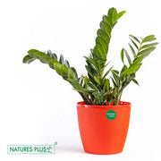 Divine Pot Red – 9 Inch (Pack of 2)