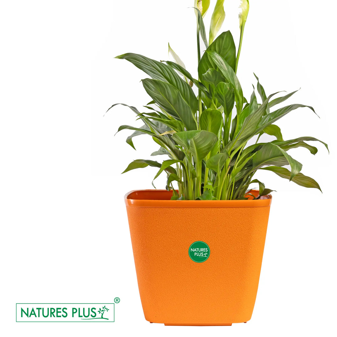 Dream Pot Orange – 9 Inch (Pack of 2)