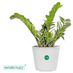 Load image into Gallery viewer, Dream Pot White – 9 Inch (Pack of 2)
