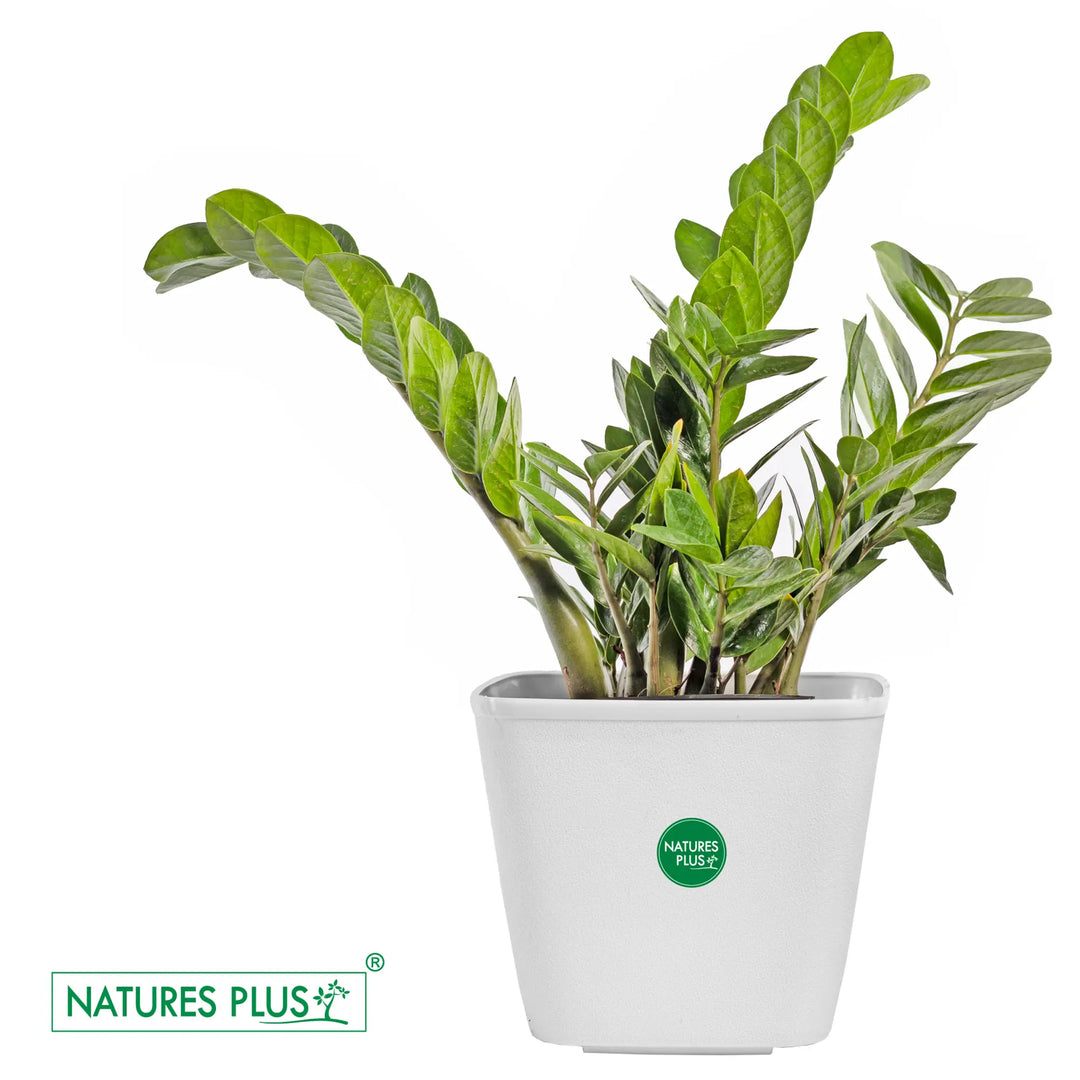 Dream Pot White – 9 Inch (Pack of 2)