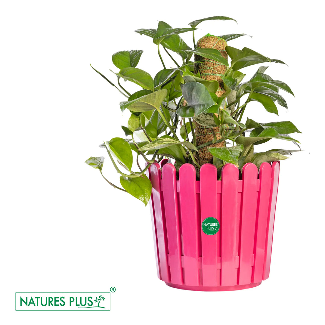 Fence Pot Pink – 11 inch (Pack of 2)