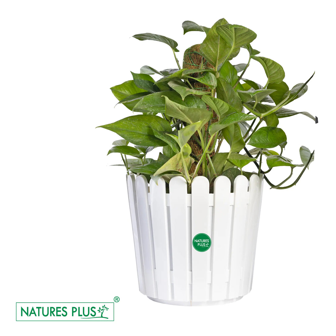 Fence Pot White – 11 inch (Pack of 2)