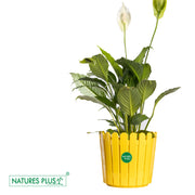 Fence Pot Yellow – 11 inch (Pack of 2)