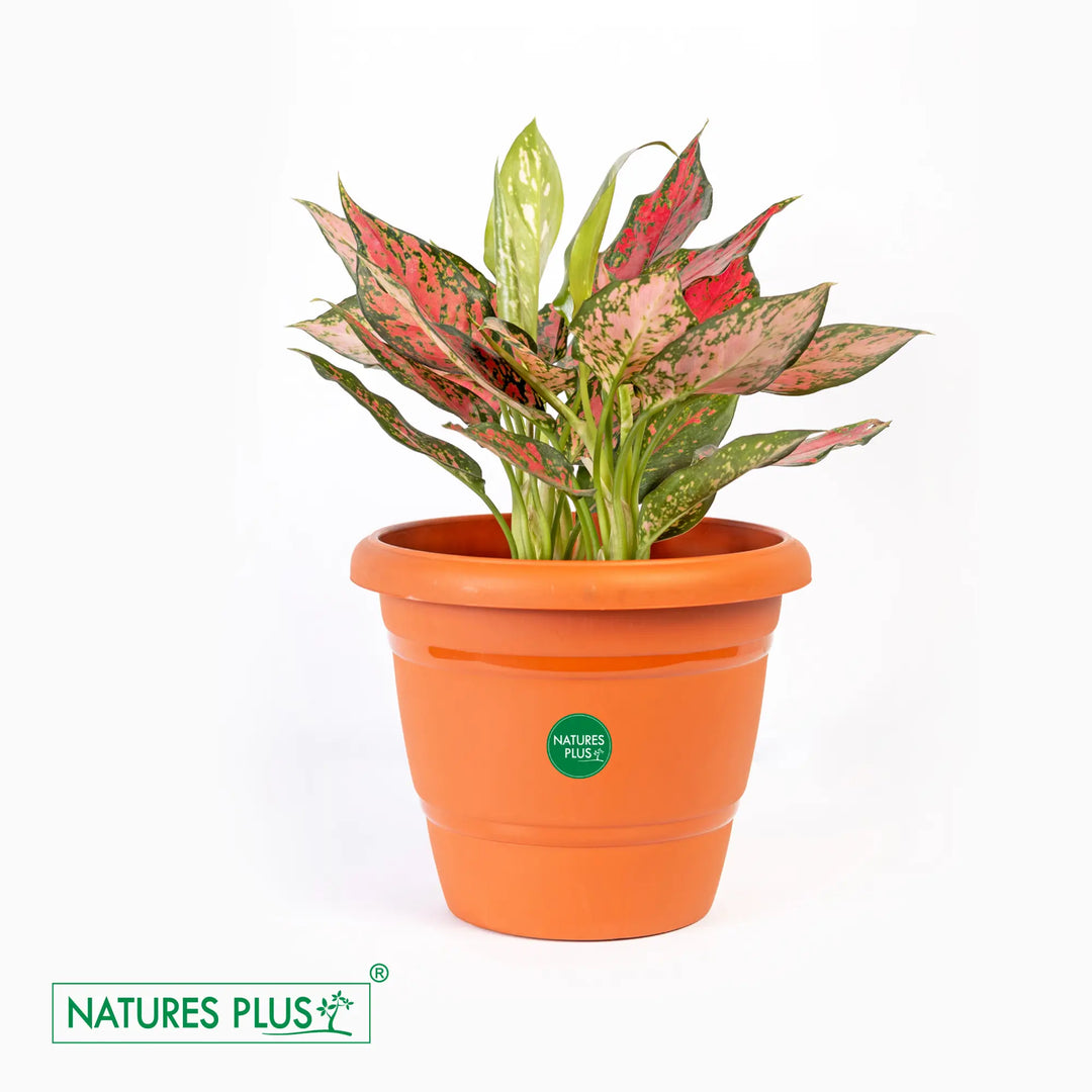 Flower Pot 80 Brown – 8 inch (Pack of 3)
