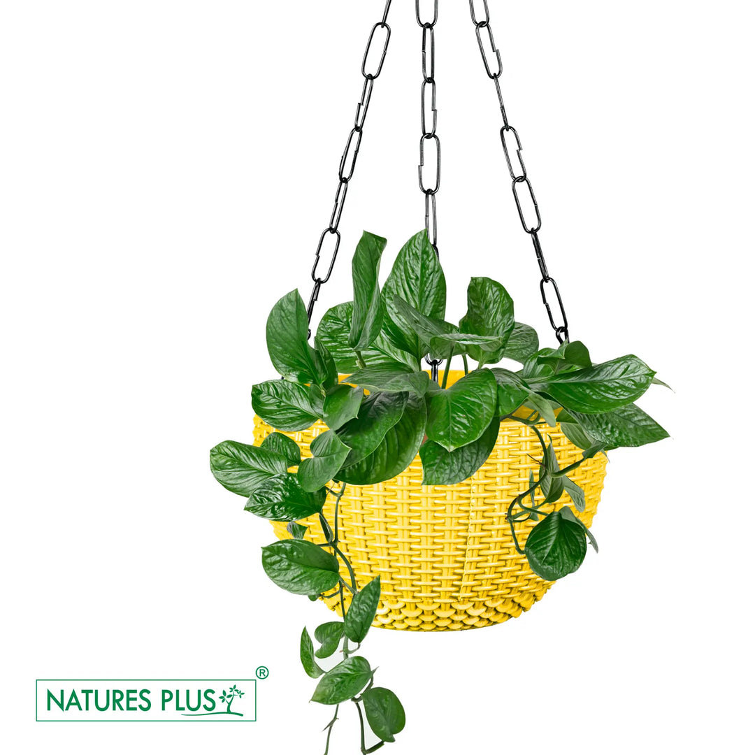 Rattan Hanging Pot 8 Yellow (Pack of 6)